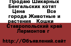 Продаю Шикарных Бенгальских котят › Цена ­ 17 000 - Все города Животные и растения » Кошки   . Ставропольский край,Лермонтов г.